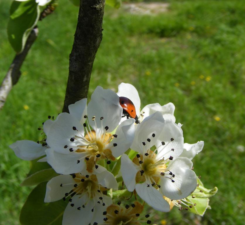 Bed & Breakfast La Gaggiaspina Nocera Umbra Bagian luar foto
